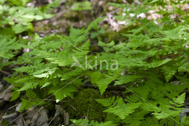 Gebogen driehoeksvaren (Gymnocarpium dryopteris)