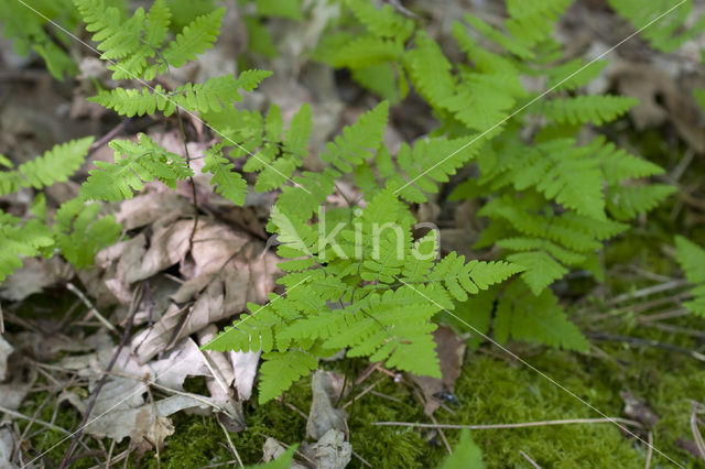 Oak Fern (Gymnocarpium dryopteris)