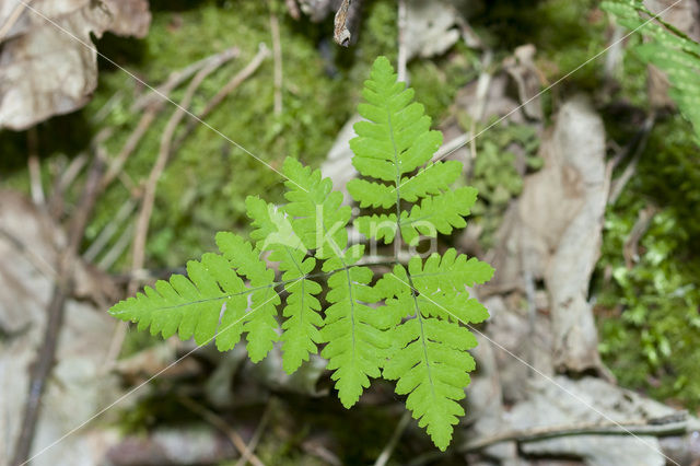 Gebogen driehoeksvaren (Gymnocarpium dryopteris)