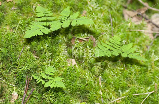 Gebogen driehoeksvaren (Gymnocarpium dryopteris)