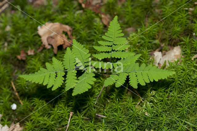 Gebogen driehoeksvaren (Gymnocarpium dryopteris)