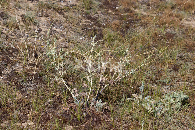 Gele hoornpapaver (Glaucium flavum)