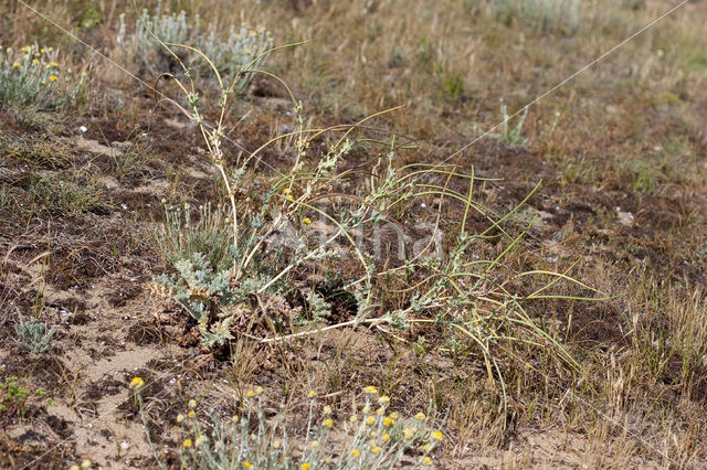 Gele hoornpapaver (Glaucium flavum)