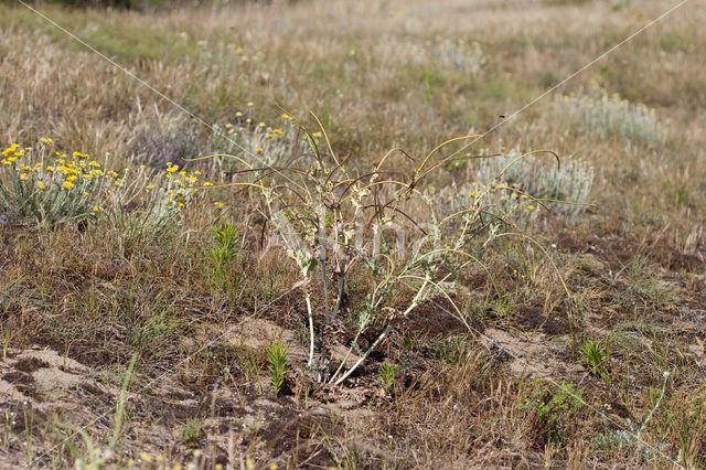 Gele hoornpapaver (Glaucium flavum)