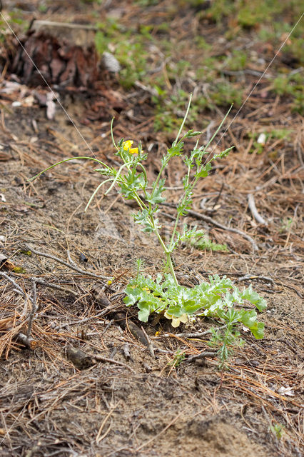 Gele hoornpapaver (Glaucium flavum)