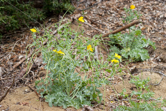 Gele hoornpapaver (Glaucium flavum)