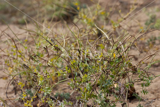 Gele hoornpapaver (Glaucium flavum)