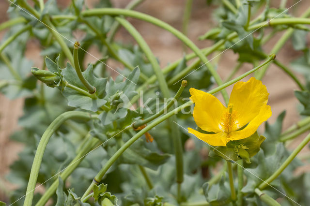 Gele hoornpapaver (Glaucium flavum)