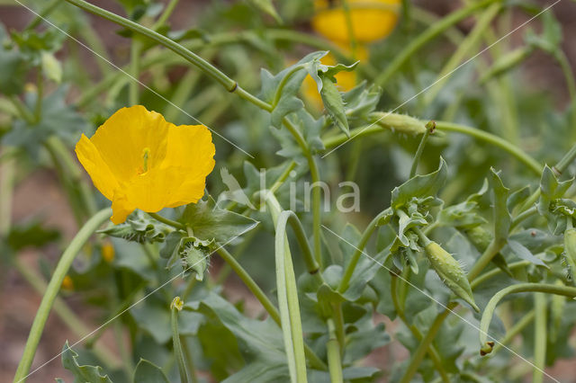 Gele hoornpapaver (Glaucium flavum)