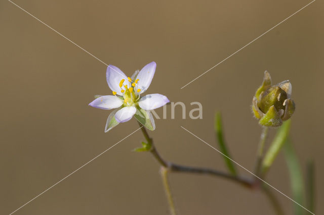 Gerande schijnspurrie (Spergularia media subsp. angustata)