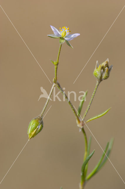 Gerande schijnspurrie (Spergularia media subsp. angustata)