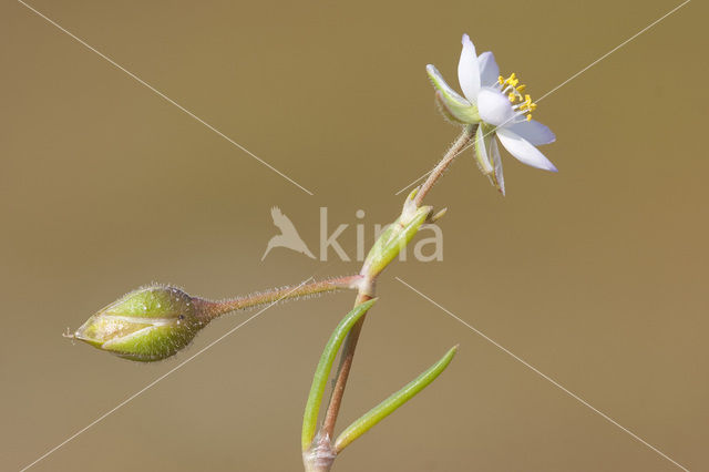 Gerande schijnspurrie (Spergularia media subsp. angustata)