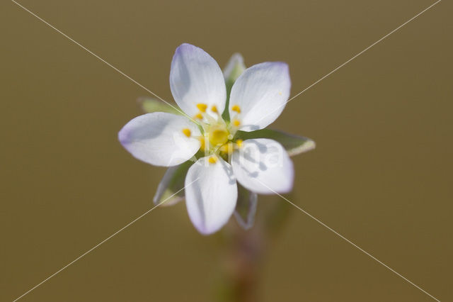 Gerande schijnspurrie (Spergularia media subsp. angustata)