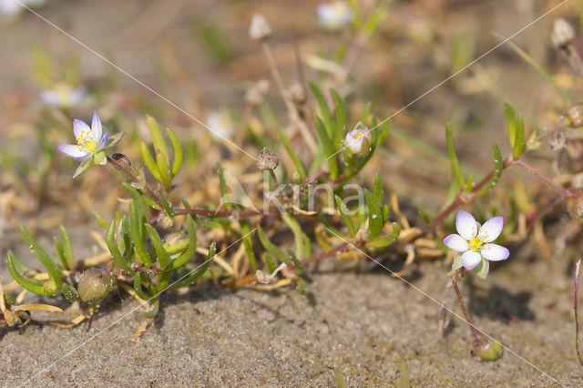 Gerande schijnspurrie (Spergularia media subsp. angustata)