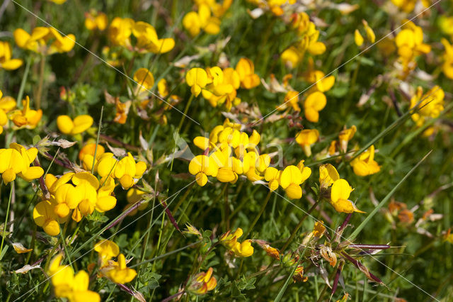 Gewone rolklaver (Lotus corniculatus)