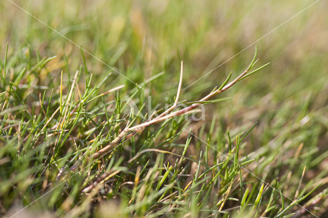 Gewoon kweldergras (Puccinellia maritima)