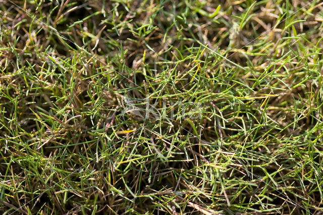 Common Saltmarsh-grass (Puccinellia maritima)