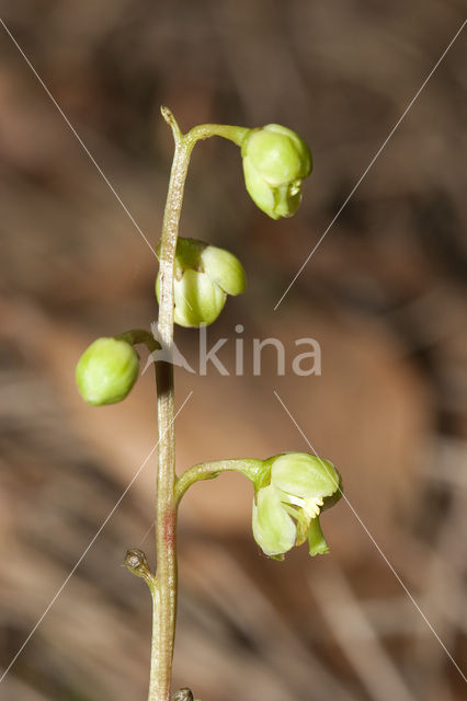 Greenish-flowered Wintergreen (Pyrola chlorantha)