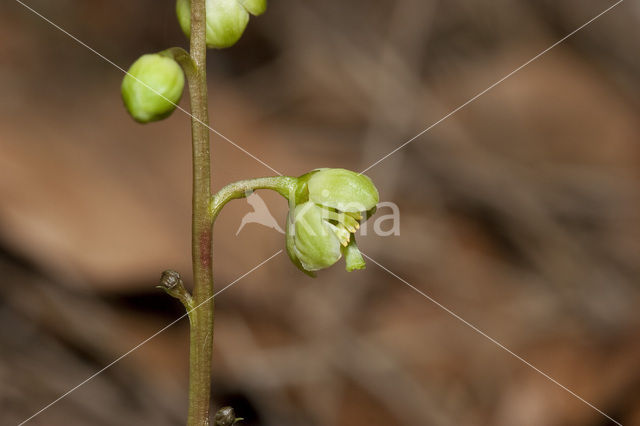 Groenbloemig wintergroen (Pyrola chlorantha)