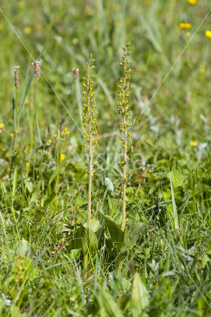 Common Twayblade (Neottia ovata