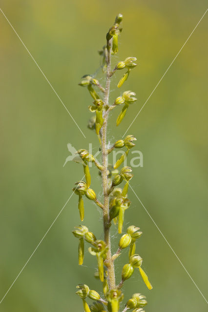 Grote keverorchis (Neottia ovata