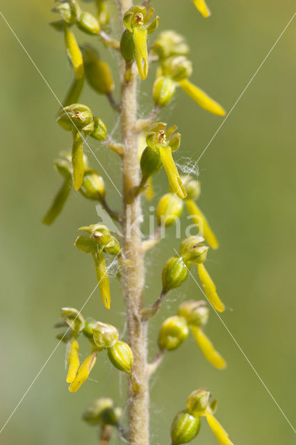 Grote keverorchis (Neottia ovata