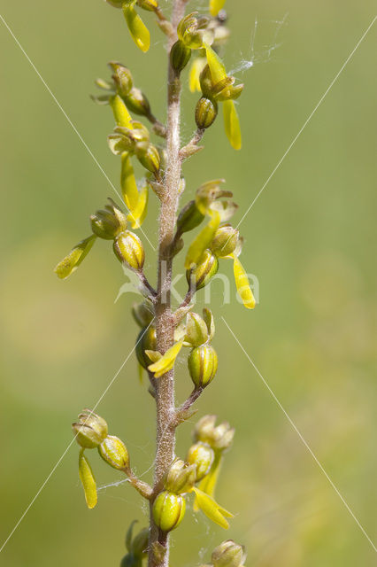 Grote keverorchis (Neottia ovata