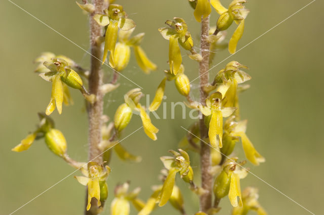 Common Twayblade (Neottia ovata