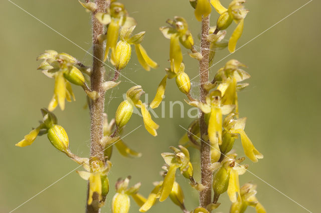 Grote keverorchis (Neottia ovata