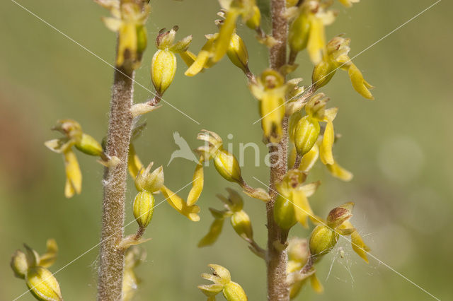 Common Twayblade (Neottia ovata