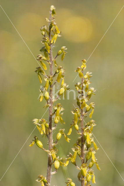 Grote keverorchis (Neottia ovata