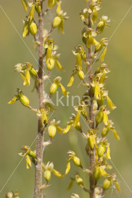 Common Twayblade (Neottia ovata