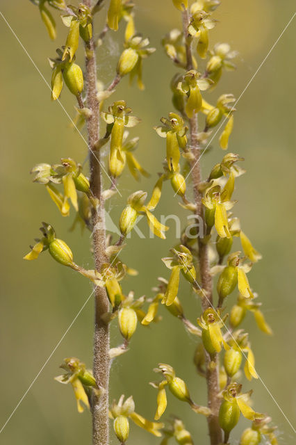 Grote keverorchis (Neottia ovata