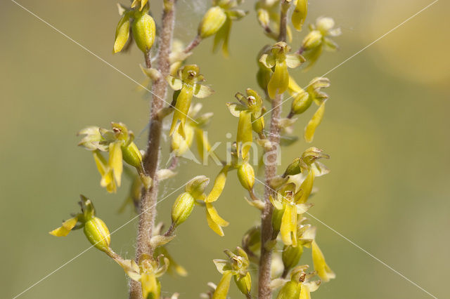 Grote keverorchis (Neottia ovata