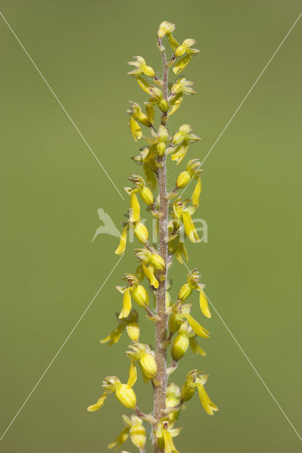 Common Twayblade (Neottia ovata