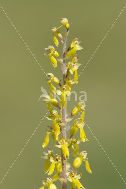 Common Twayblade (Neottia ovata