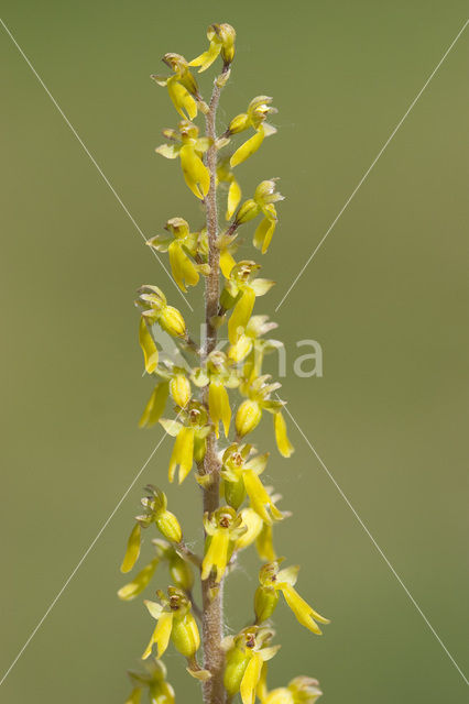 Grote keverorchis (Neottia ovata