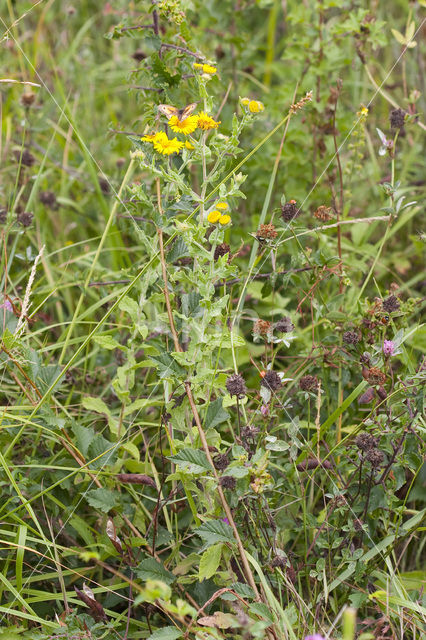 Common Fleabane (Pulicaria dysenterica)