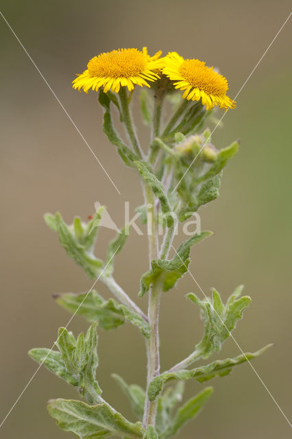 Common Fleabane (Pulicaria dysenterica)