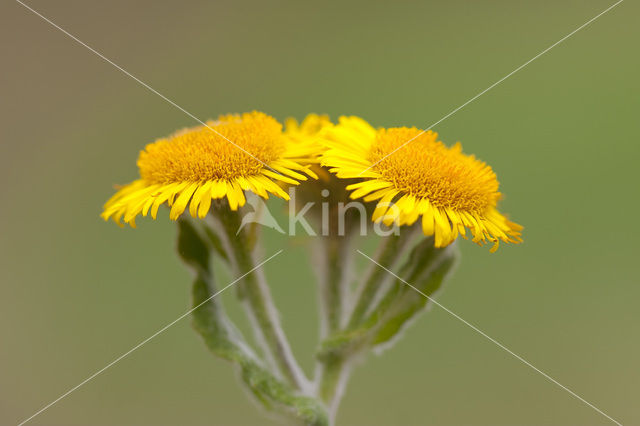 Heelblaadjes (Pulicaria dysenterica)