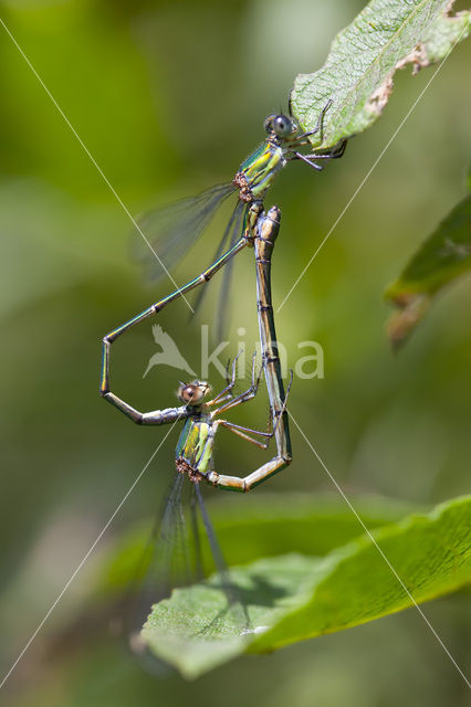 Houtpantserjuffer (Lestes viridis)