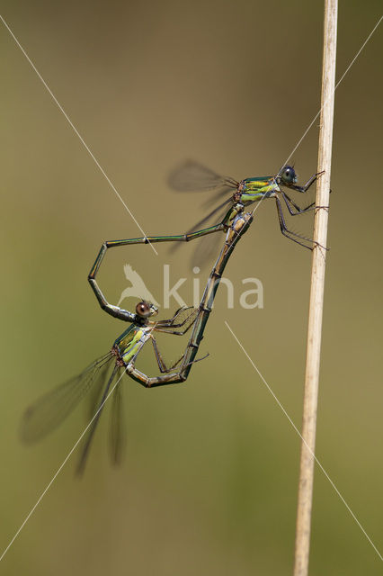 Houtpantserjuffer (Lestes viridis)