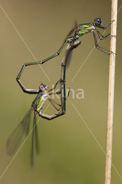 Houtpantserjuffer (Lestes viridis)