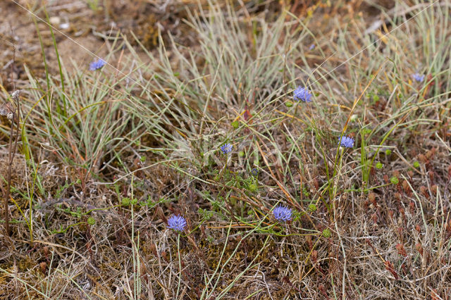 Jasione crispa subsp. maritima