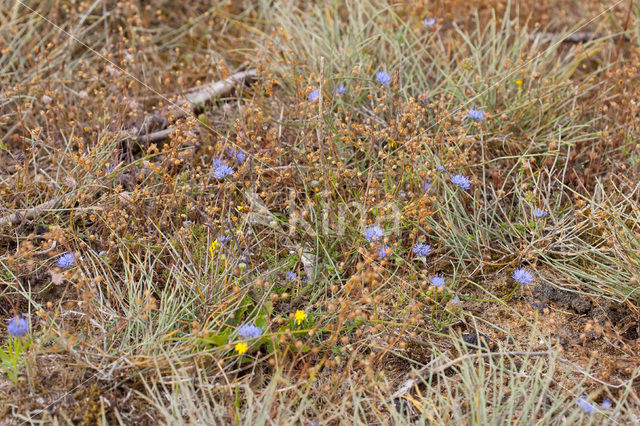 Jasione crispa subsp. maritima