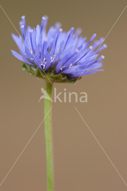 Jasione crispa subsp. maritima