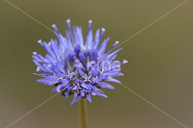 Jasione crispa subsp. maritima