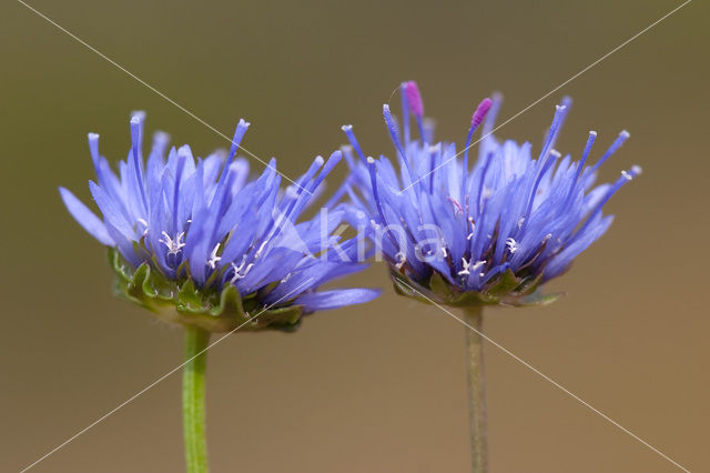 Jasione crispa subsp. maritima