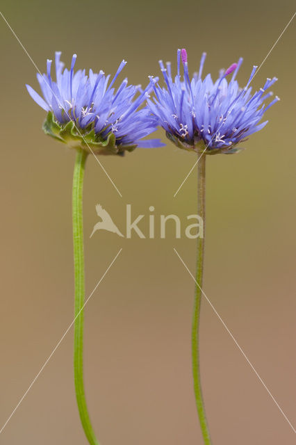 Jasione crispa subsp. maritima