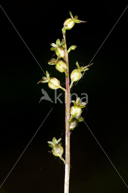 Lesser Twayblade (Listera cordata)